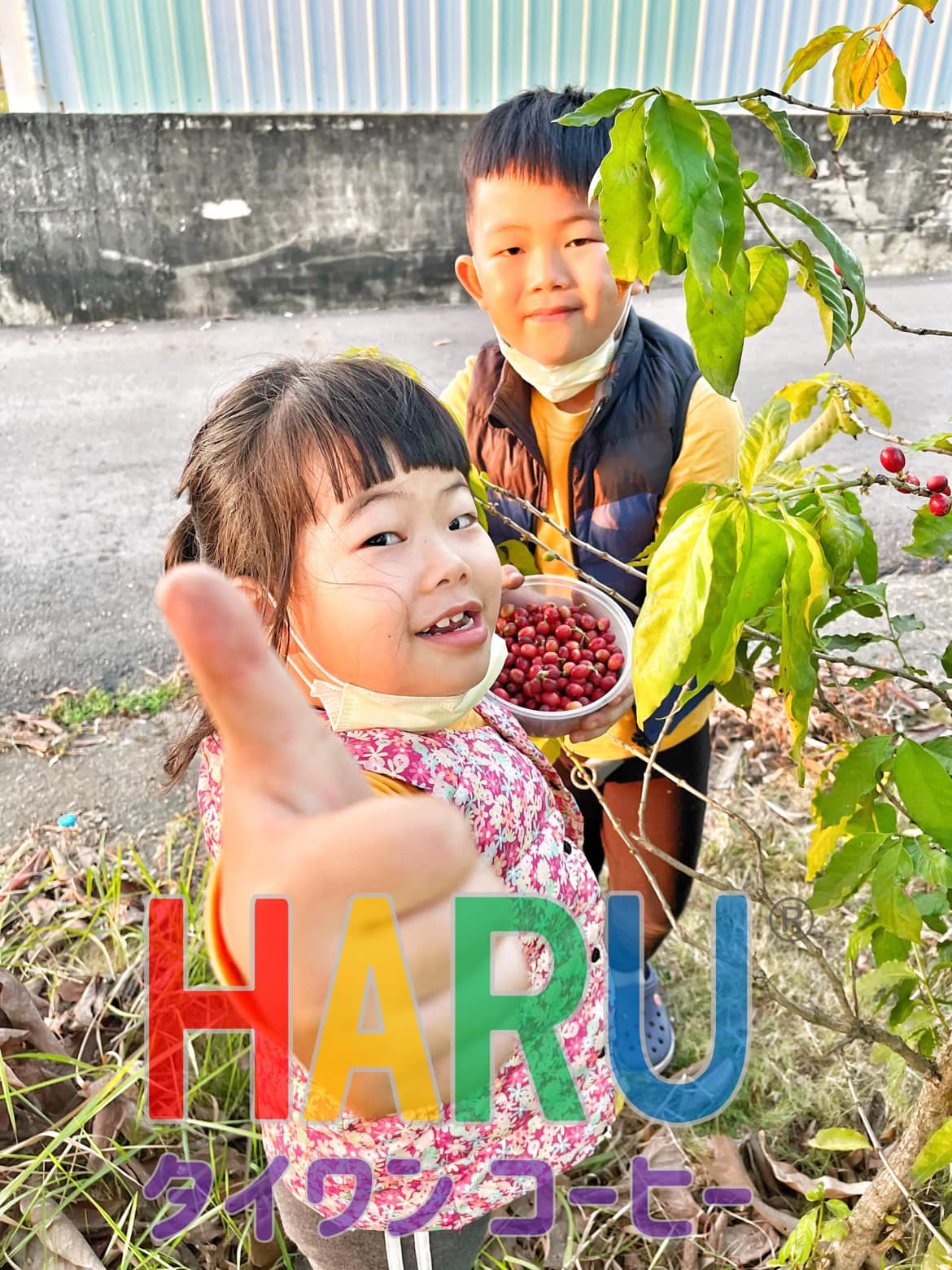 Haru與李帥帥在春珠咖啡莊園咖啡樹採咖啡櫻桃